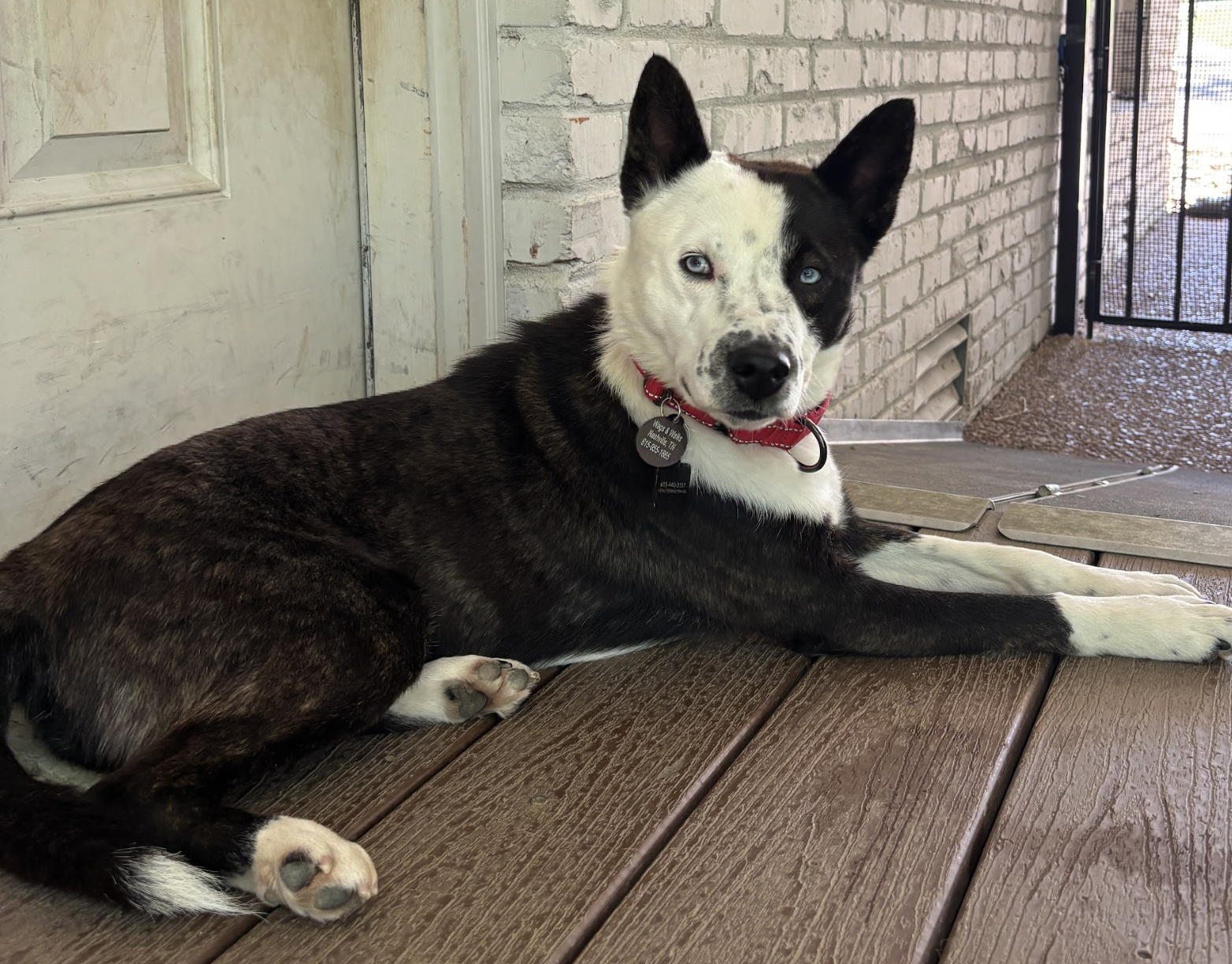 Orbit — Wags and Walks